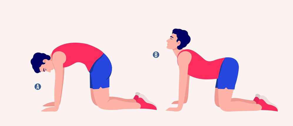 حرکت گربه گاو برای کمر